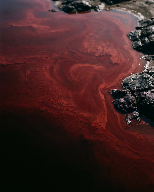 Deep red algae swirling across water beside dark wet rocks