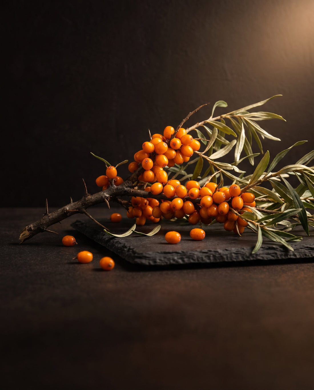 A thorny sea buckthorn branch of bright orange berries and narrow silver-green leaves on dark slate